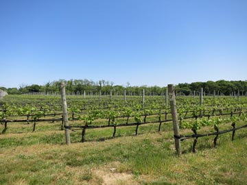 McCall Wines, 22600 Main Road, Cutchogue, New York, May 29, 2015