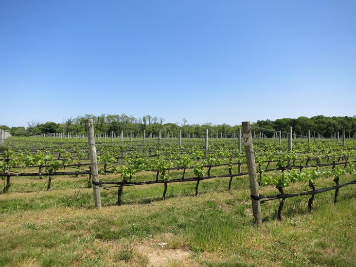 McCall Wines, 22600 Main Road, Cutchogue, New York, May 29, 2015
