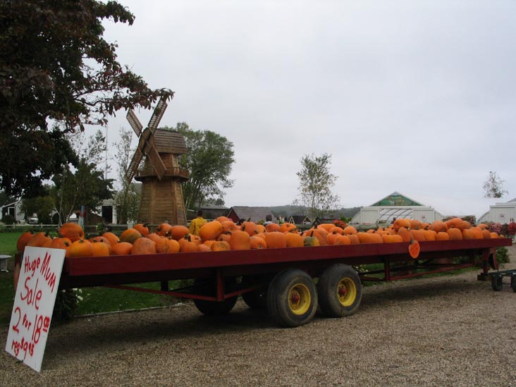 Pumpkins for Sale, Harbes Family Farm, Mattituck, New York