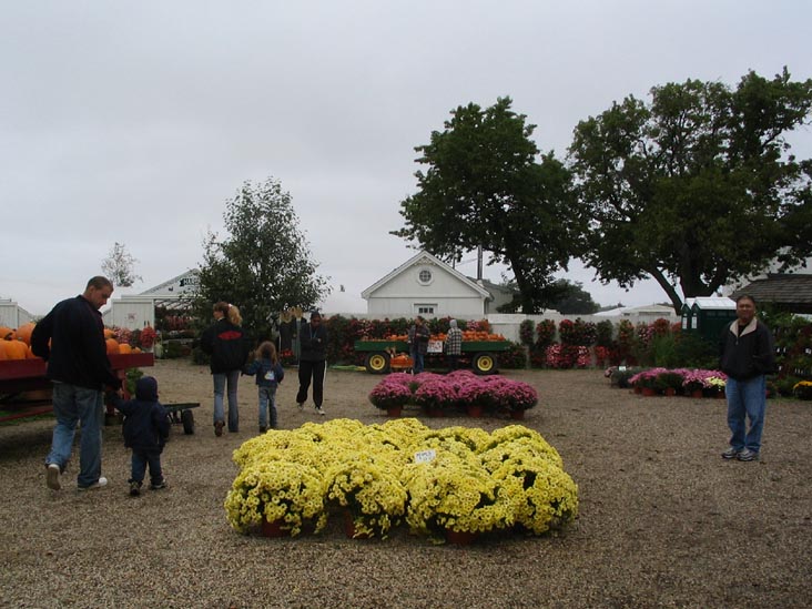 Mums for Sale, Harbes Family Farm, Mattituck, New York, October 9, 2005
