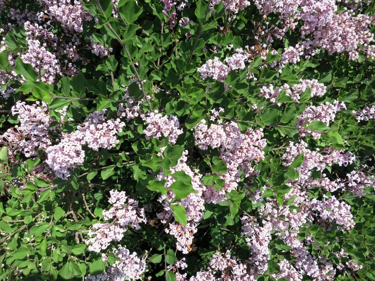 Macari Vineyards, 150 Bergen Avenue, Mattituck, New York, May 29, 2015