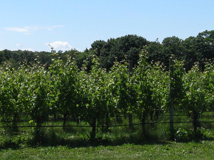 Shinn Estate Vineyards, 2000 Oregon Road, Mattituck, New York, July 4, 2009
