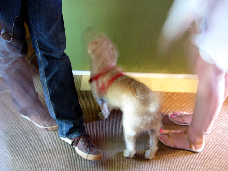 Dog, Croteaux Vineyards, 1450 South Harbor Road, Southold, New York, July 4, 2009