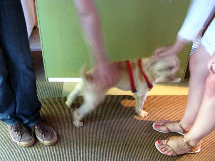 Dog, Croteaux Vineyards, 1450 South Harbor Road, Southold, New York, July 4, 2009