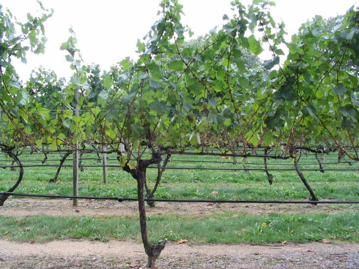 Pellegrini Vineyards, 23005 Main Road, Cutchogue, New York