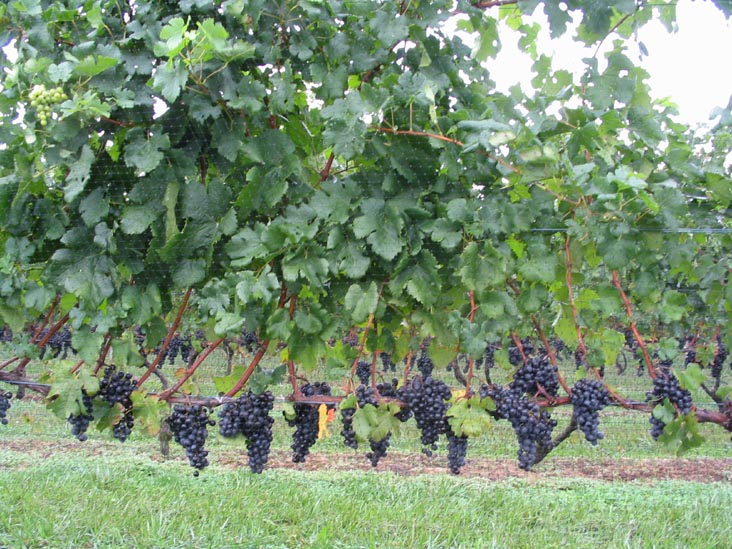 Peconic Bay Winery, 31320 Main Road, Cutchogue, New York