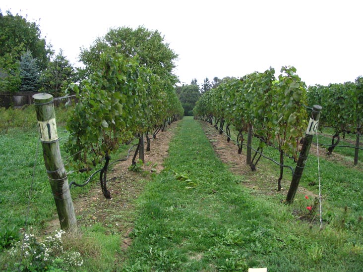 Corey Creek Vineyards, Main Road, Route 25, Southold, New York