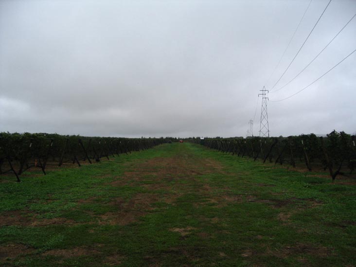Sherwood House Vineyards, 2600 Oregon Road, Mattituck, New York
