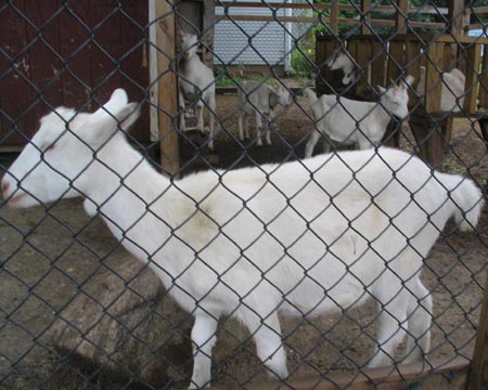 Catapano Dairy Farm, 3985 Sound Avenue, Mattituck, New York