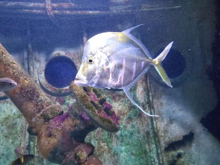 Long Island Aquarium, Riverhead, New York, February 13, 2021