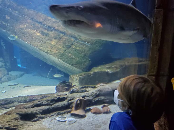 Shark Exhibit, Long Island Aquarium, Riverhead, New York, February 13, 2021