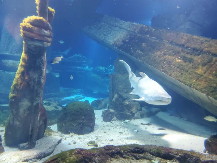 Shark Exhibit, Long Island Aquarium, Riverhead, New York, February 13, 2021