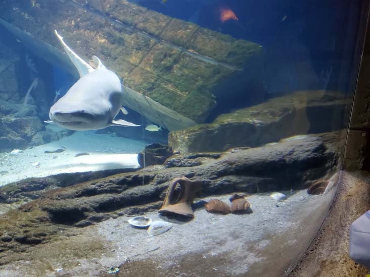 Shark Exhibit, Long Island Aquarium, Riverhead, New York, February 13, 2021