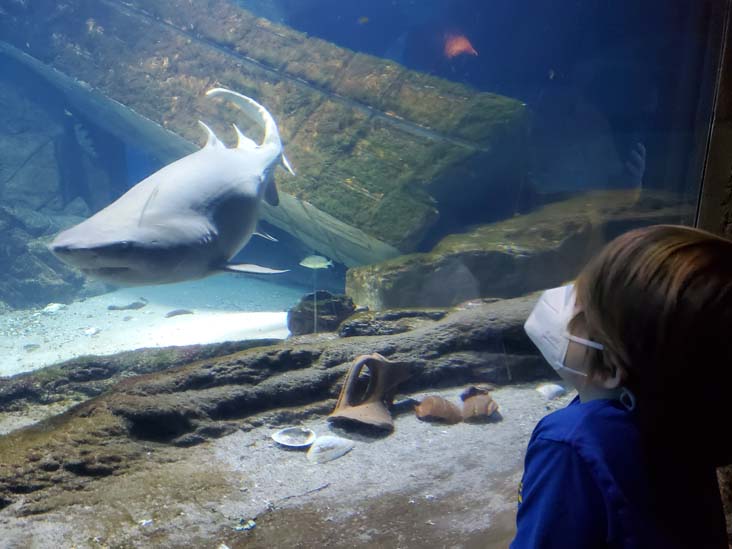 Shark Exhibit, Long Island Aquarium, Riverhead, New York, February 13, 2021