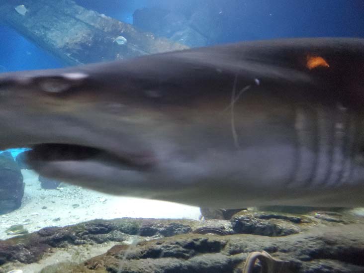 Shark Exhibit, Long Island Aquarium, Riverhead, New York, February 13, 2021