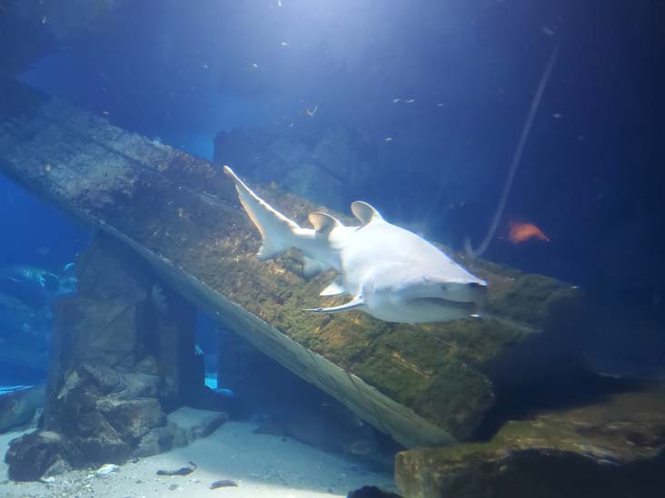 Shark Exhibit, Long Island Aquarium, Riverhead, New York, February 13, 2021