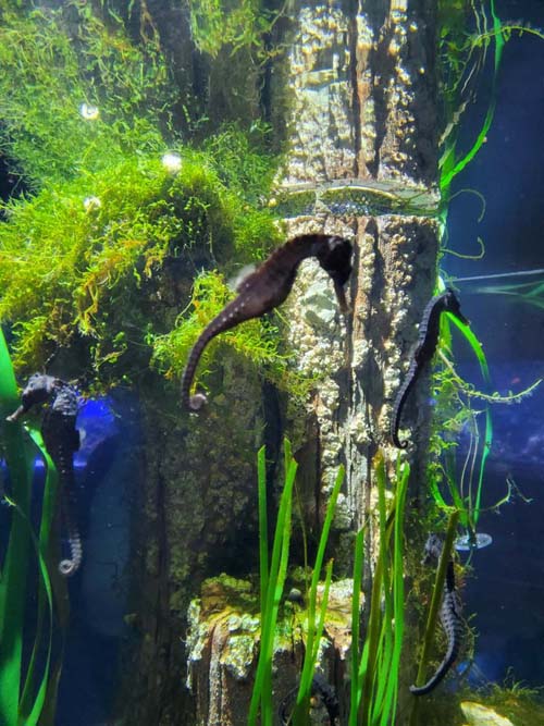 Sea Horses, Long Island Aquarium, Riverhead, New York, February 13, 2021