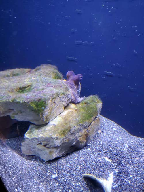 Octopus, Long Island Aquarium, Riverhead, New York, February 13, 2021