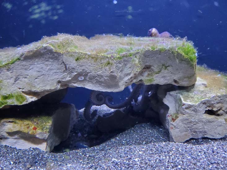 Octopus, Long Island Aquarium, Riverhead, New York, February 13, 2021