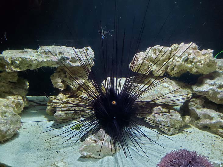 Long Island Aquarium, Riverhead, New York, February 13, 2021