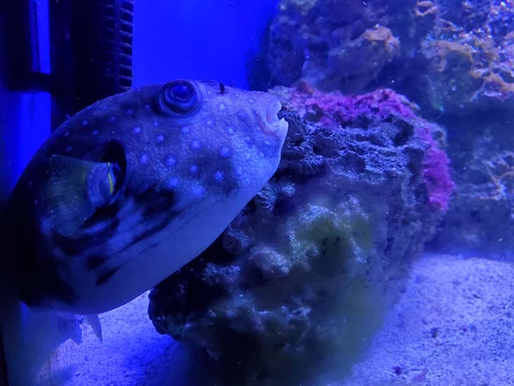 Long Island Aquarium, Riverhead, New York, February 13, 2021