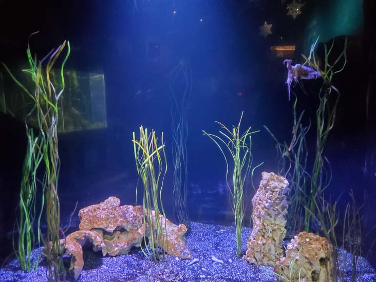 Long Island Aquarium, Riverhead, New York, February 13, 2021