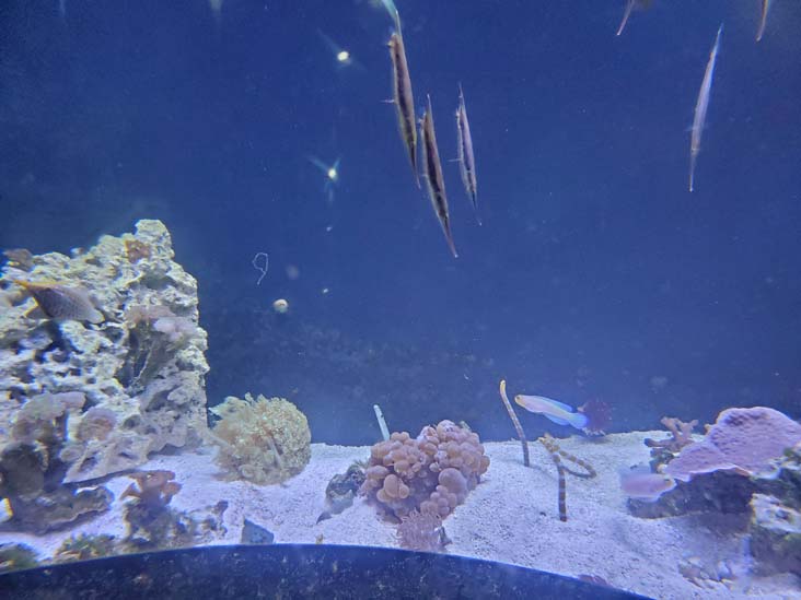 Long Island Aquarium, Riverhead, New York, February 13, 2021