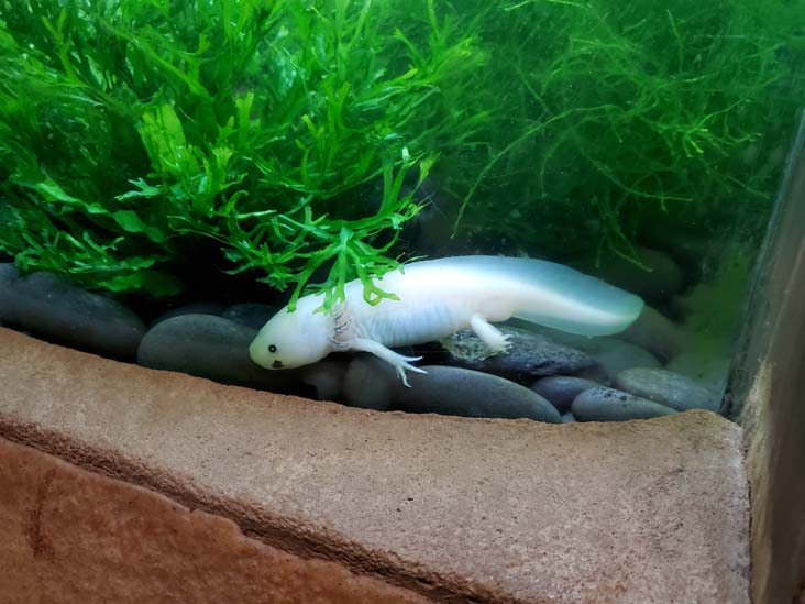 Axolotl, Amphibian Alley, Long Island Aquarium, Riverhead, New York, February 13, 2021