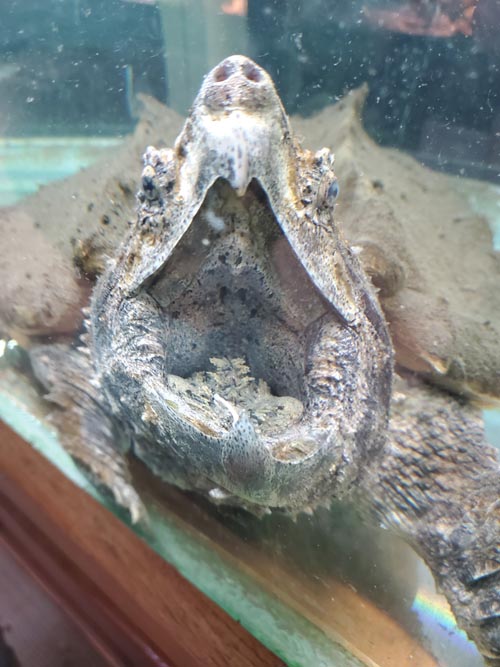 Jungle Bob's Reptile World, 984 Middle Country Road, Selden, New York, February 12, 2021