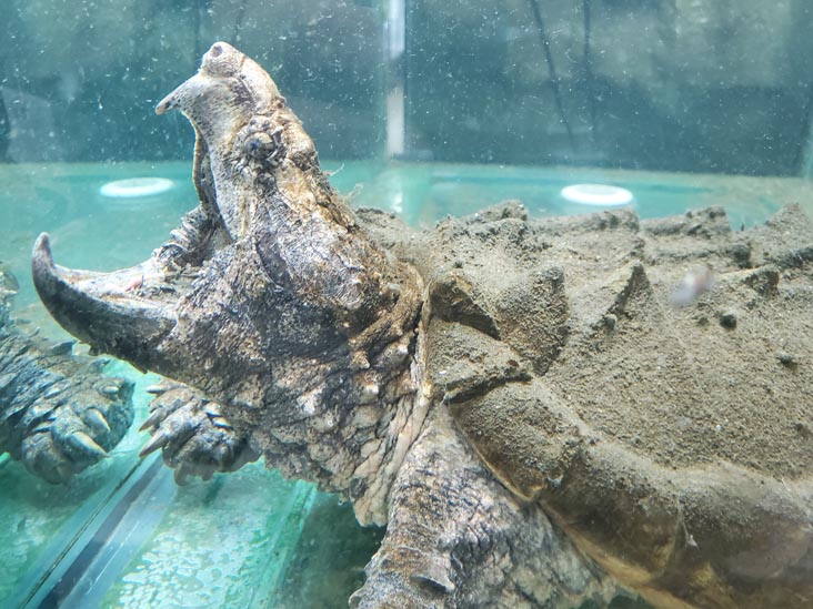 Jungle Bob's Reptile World, 984 Middle Country Road, Selden, New York, February 12, 2021