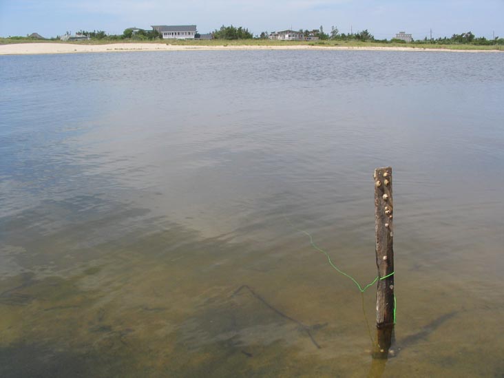 Crabbing at Mecox Beach, Long Island: The Lure