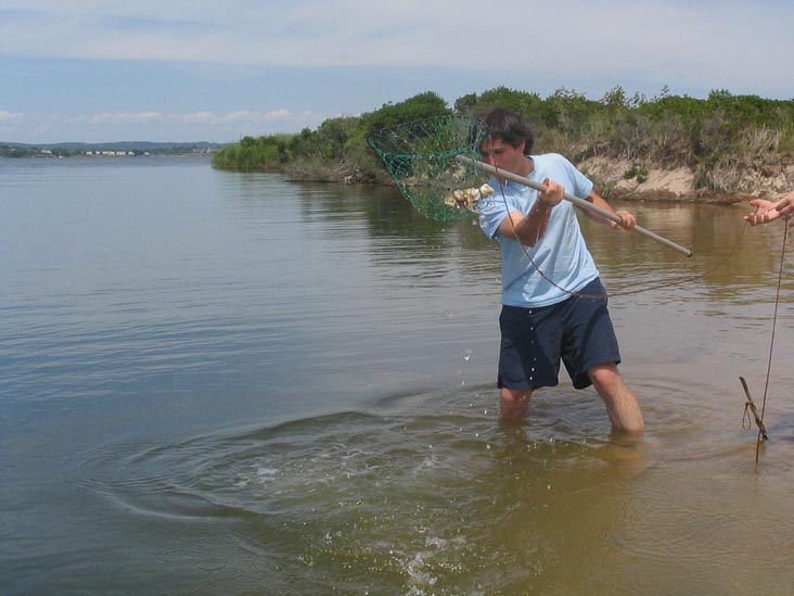 Crabbing at Mecox Beach, Long Island: A Miss