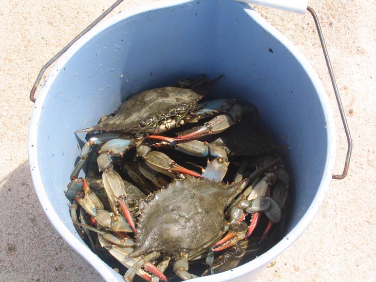 Crabbing at Mecox Beach, Long Island: The Big Haul