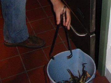 Cooking Crabs Back at Home