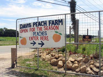 Davis Peach Farm, Hulse Landing Road, Wading River, Long Island, New York
