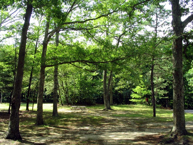 Campground, Wildwood State Park, Wading River, Long Island, New York