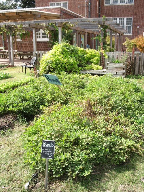 Edible Schoolyard, Samuel J. Green Charter School, 2319 Valence Street, New Orleans, Louisiana