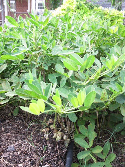 Edible Schoolyard, Samuel J. Green Charter School, 2319 Valence Street, New Orleans, Louisiana