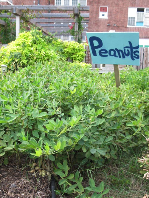 Edible Schoolyard, Samuel J. Green Charter School, 2319 Valence Street, New Orleans, Louisiana