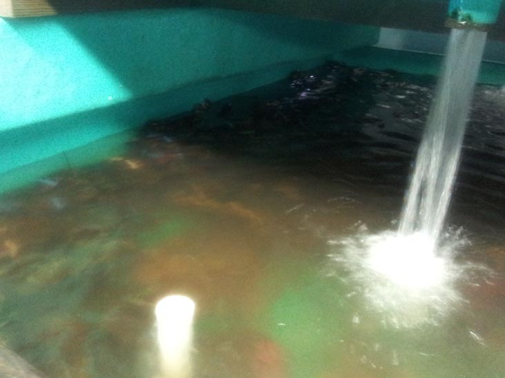 Young's Lobster Pound, 4 Mitchell Street, Belfast, Maine, July 1, 2013