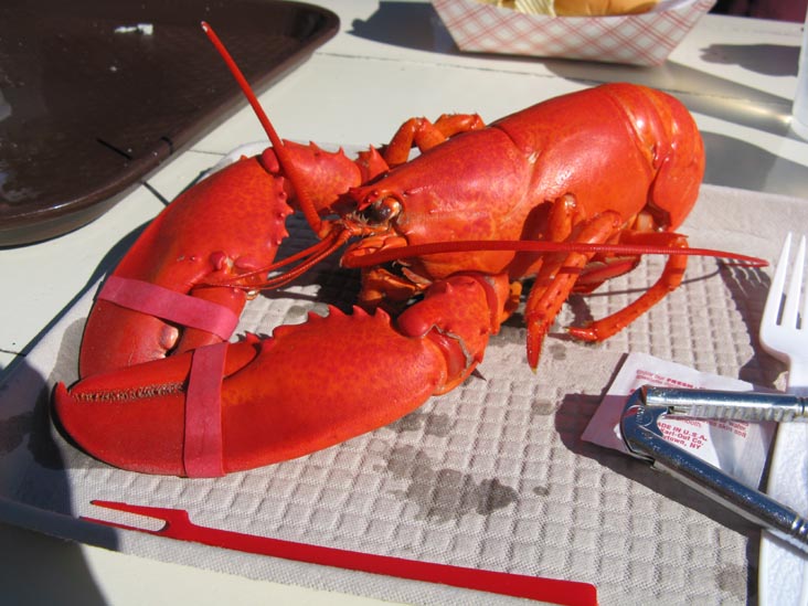 Lobster, Chauncey Creek Lobster Pier, 16 Chauncey Creek Road, Kittery Point, Maine