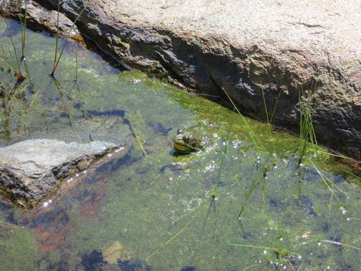 Otter Cove Near Fabbri Picnic Area, Acadia National Park, Mount Desert Island, Maine, July 3, 2013