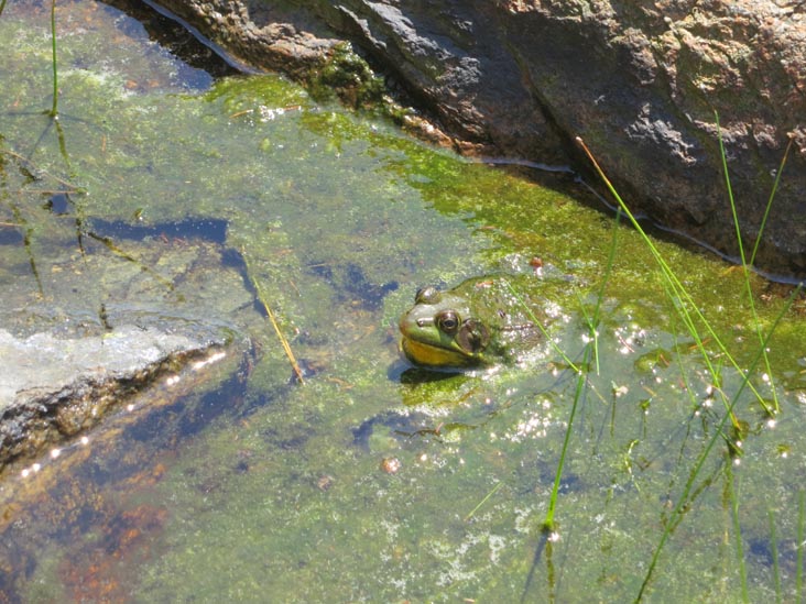 Otter Cove Near Fabbri Picnic Area, Acadia National Park, Mount Desert Island, Maine, July 3, 2013