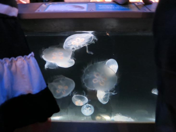 Touch Tank, National Aquarium, Baltimore, Maryland, January 17, 2016