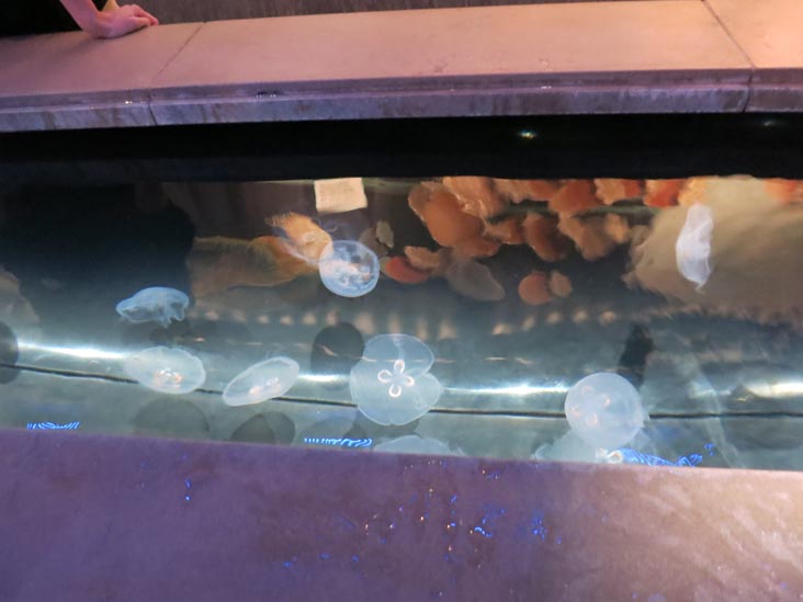 Touch Tank, National Aquarium, Baltimore, Maryland, January 17, 2016