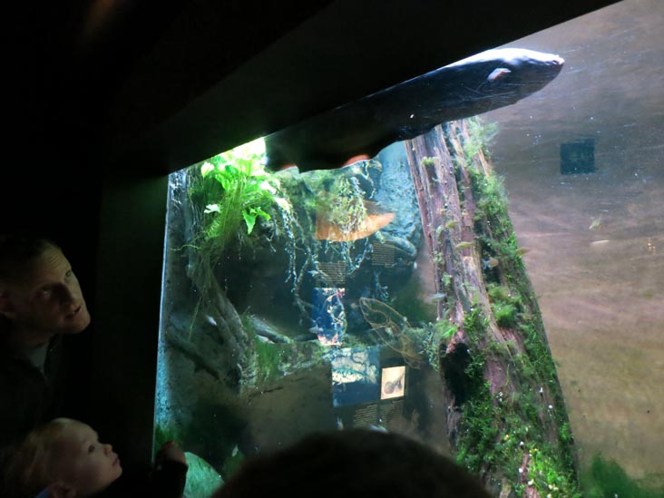 Electric Eel, National Aquarium, Baltimore, Maryland, January 17, 2016