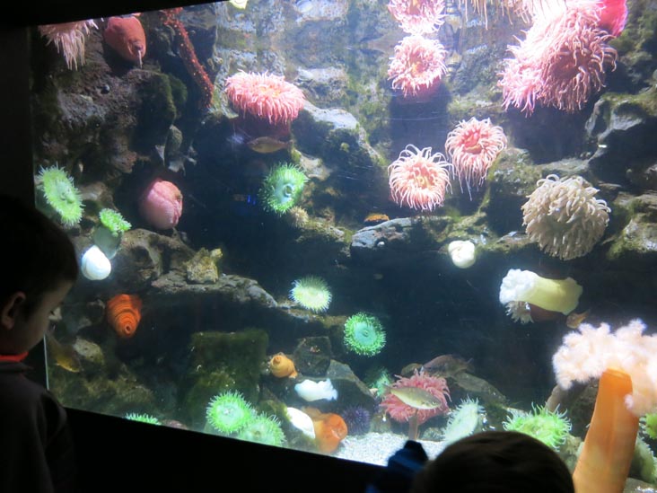 National Aquarium, Baltimore, Maryland, January 17, 2016