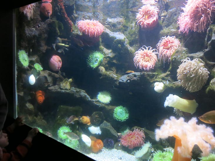 National Aquarium, Baltimore, Maryland, January 17, 2016
