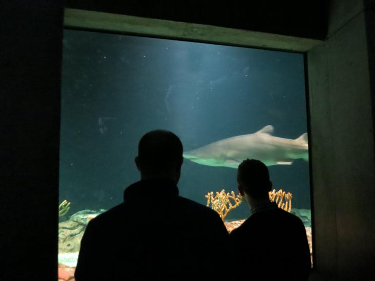 Shark Alley, Atlantic Coral Reef/Shark Alley, National Aquarium, Baltimore, Maryland, January 17, 2016
