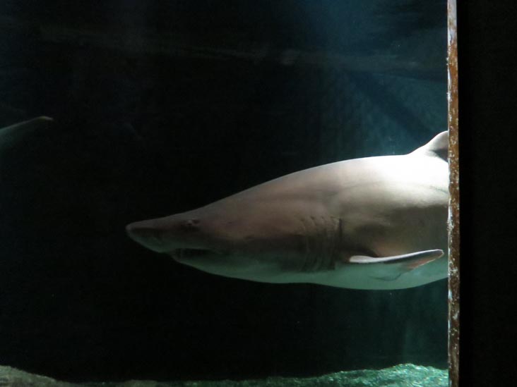 Shark Alley, National Aquarium, Baltimore, Maryland, January 17, 2016